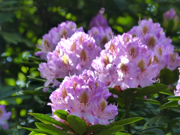 Rhododendrons